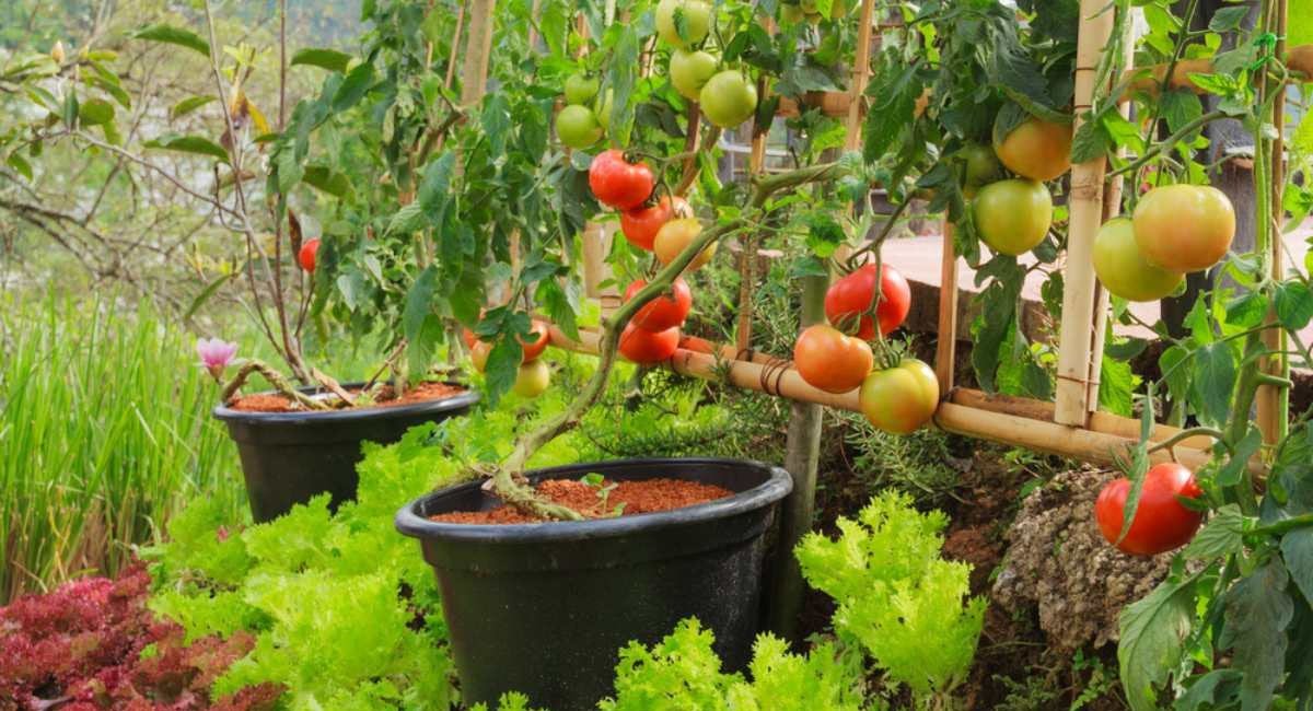 4-tips-on-raised-bed-home-vegetable-gardening