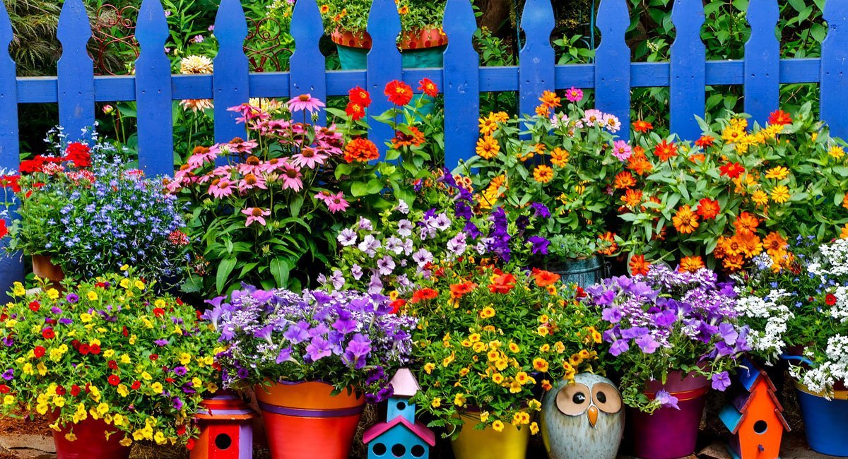 all-about-patio-gardening