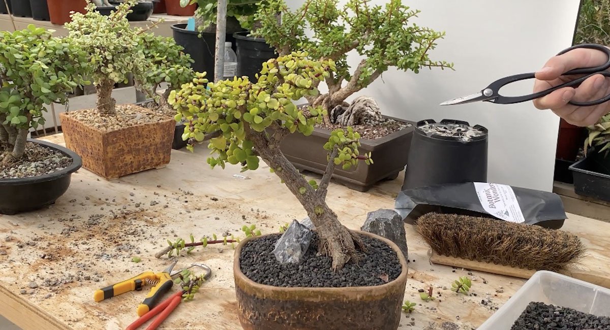 bonsai-plants-wonderful-and-impressive-gift-ideas