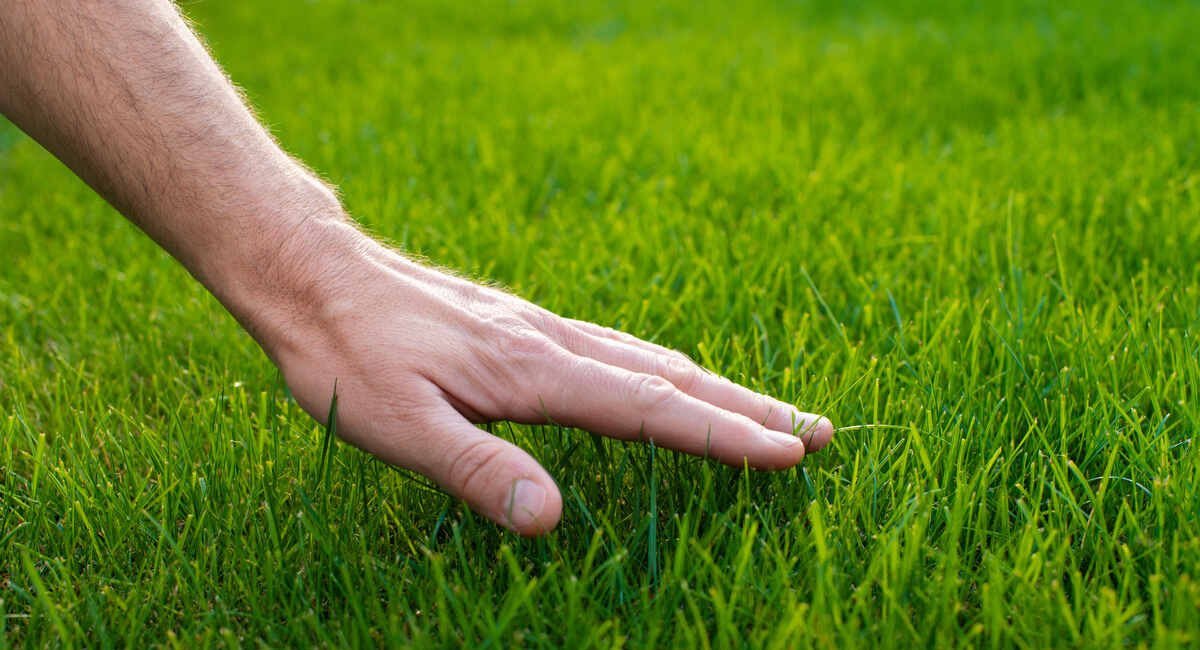 choose-the-right-lawn-for-your-area