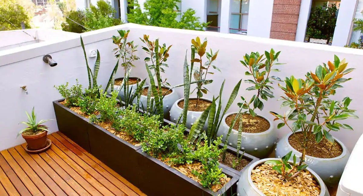 container-gardening-in-apartments-or-condos