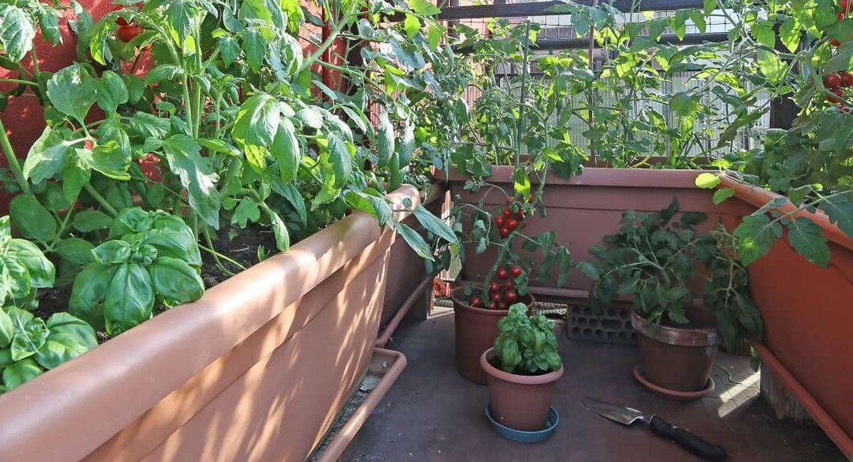 container-gardening-tool-to-kitchen-gardening