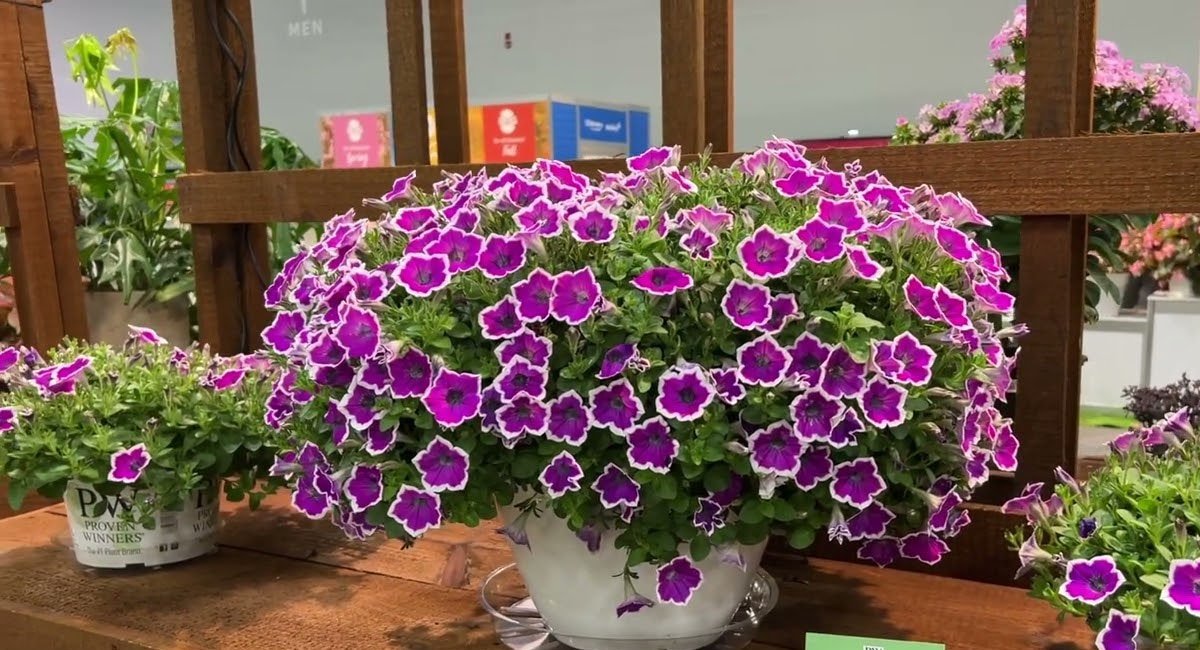 proven-winners-plants-postulations