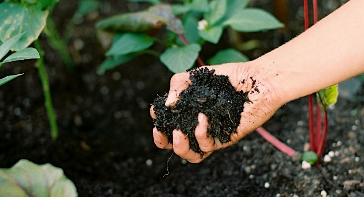 should-i-use-organic-matter-on-annuals