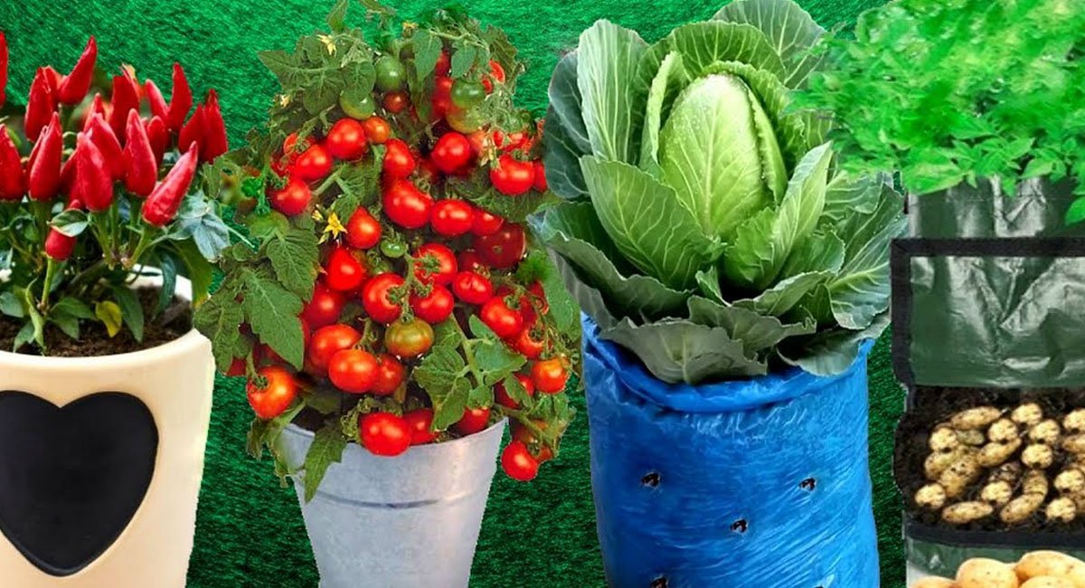 some-easy-vegetable-plants-for-beginners