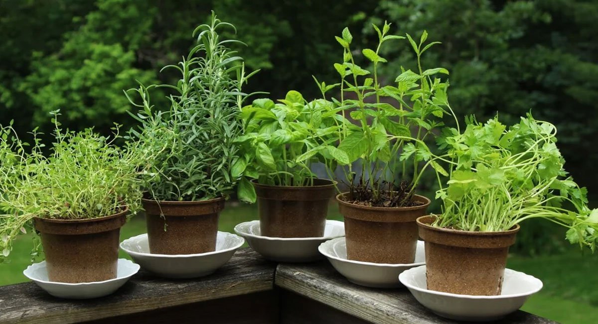 the-best-herbs-to-grow-in-your-garden