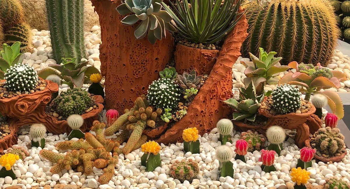 tips-for-growing-cacti-outdoors-successfully