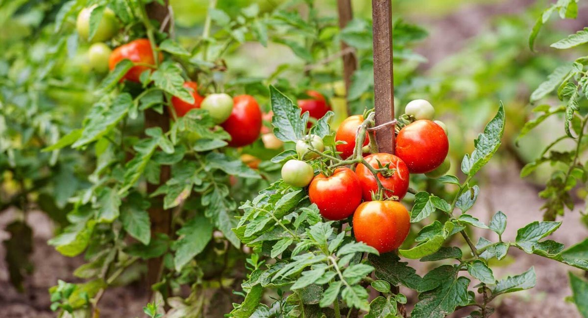 tips-for-growing-healthy-tomatoes