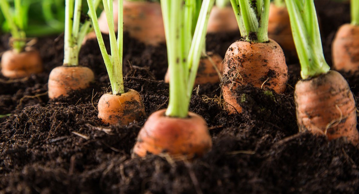tips-for-growing-the-best-carrots