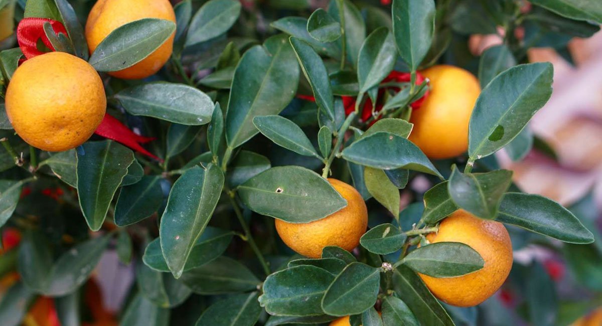 tips-for-planting-orange-trees