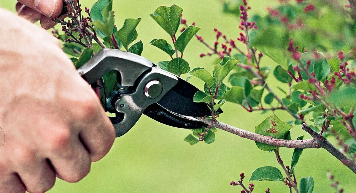 tips-for-shaping-your-shrubs
