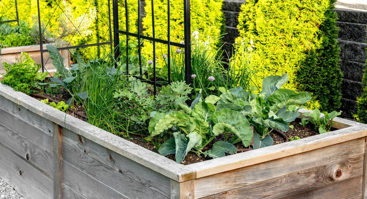 waist-high-raised-bed-gardening-you-can-garden-with-arthritis